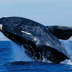 Intentarán conocer las rutas migratorias y las áreas de alimentación en los mares del Atlántico Sur y subantártico utilizadas por estas ballenas qu