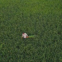 Esta foto aérea muestra a un agricultor cuidando una cosecha de mijo que crece en un campo, en las afueras de Bengaluru, India. | Foto:Manjunath Kiran / AFP