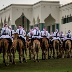 Unos hombres montan en camello en Doha, Qatar. | Foto:MELO MOREIRA / AFP
