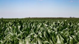 Fertilización en maíz