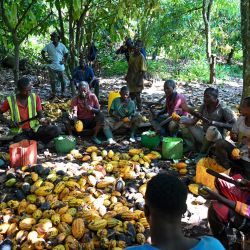 Agricultores de cacao extraen granos de cacao en una plantación de cacao cerca del pueblo de Bringakro, en la subprefectura de Djekanou, Costa de Marfil. | Foto:SIA KAMBOU / AFP