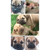 ESPECIAL BOERBOEL EL MASTIN DE SUDÁFRICA