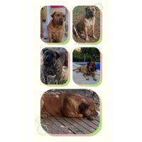 ESPECIAL BOERBOEL EL MASTIN DE SUDÁFRICA