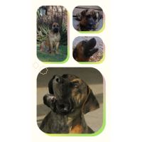 ESPECIAL BOERBOEL EL MASTIN DE SUDÁFRICA