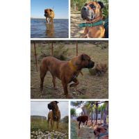 ESPECIAL BOERBOEL EL MASTIN DE SUDÁFRICA