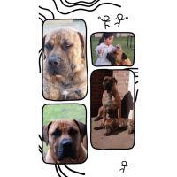 ESPECIAL BOERBOEL EL MASTIN DE SUDÁFRICA