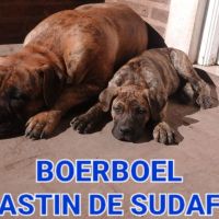 ESPECIAL BOERBOEL EL MASTIN DE SUDÁFRICA