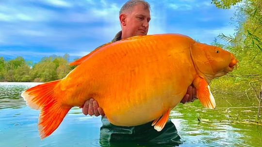 Mirá el dorado más grande del mundo que capturaron en un lago de Francia