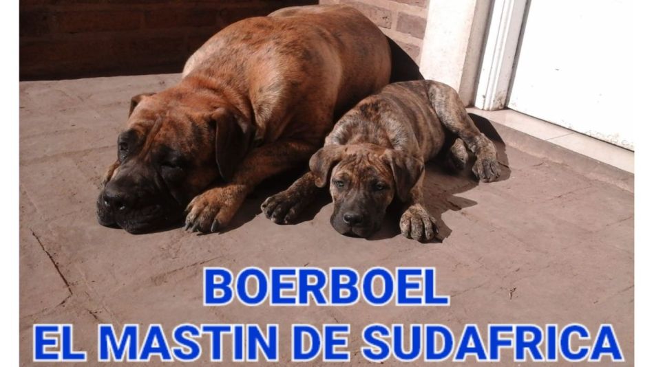 ESPECIAL BOERBOEL EL MASTIN DE SUDÁFRICA