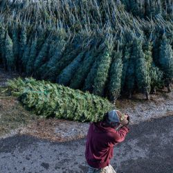 Trabajadores descargan un camión con 1.400 árboles de Navidad en North Pole Xmas Trees en Nashua, New Hampshire. - La empresa vende árboles al por menor, al por mayor y por correo a clientes de todo Estados Unidos, con 80.000 árboles movidos cada temporada. Xmas afirma que los precios de los árboles son más altos este año debido a la escasez de arboricultores, la inflación y la sequía. | Foto:Joseph Prezioso / AFP