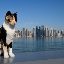 Un gato reacciona al ser fotografiado con los rascacielos de Doha de fondo, mientras el país acoge el torneo de fútbol de la Copa Mundial de la FIFA 2022. | Foto:MIGUEL MEDINA / AFP