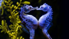 Es una especie autóctona de Mar del Plata.