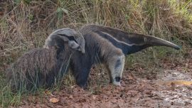 De a poco, la especie se va recuperando.