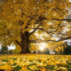 La fotografía muestra unos árboles de Gingko biloba en una céntrica plaza de Estrasburgo, al este de Francia. - Los árboles de Ginko biloba, plantados entre finales del siglo XIX y principios del XX, fueron regalos del Emperador de Japón al Kaiser Guillermo II. | Foto:PATRICK HERTZOG / AFP