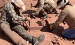 Encuentran restos fósiles de dinosaurios y de lagartos en Neuquén