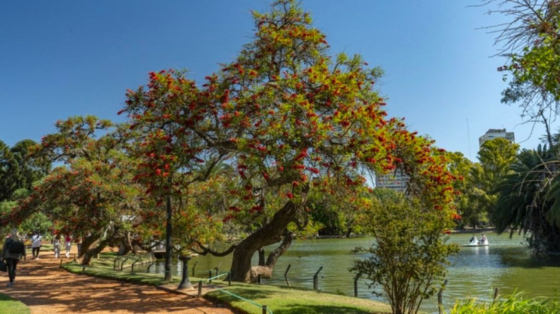 A stock image of an area of Buenos Aires known as the 'Bosques de Palermo'