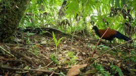 No se tenia noticias de esta ave desde 1882.