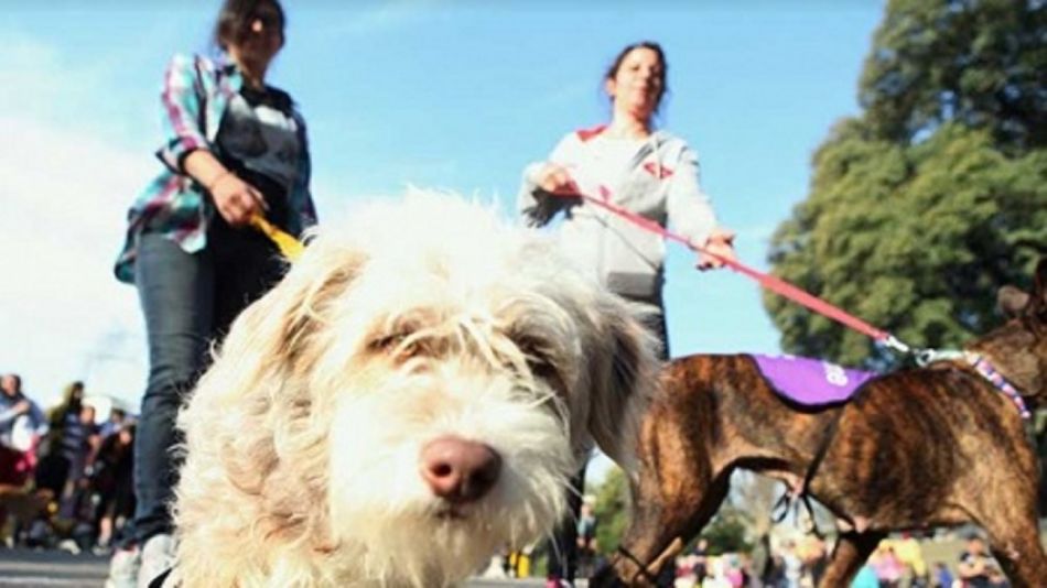 Una ONG entregó perros de asistencia para adultos y niños con espectro autista