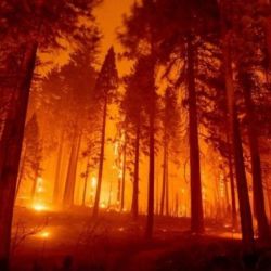 Los incendios forestales ya arrasaron con el 9% del total de la superficie correntina.