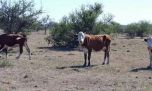 La gran sequía que atraviesa Corrientes tiene en jaque a los animales y peces