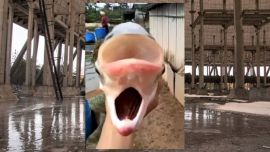 En un lago aledaño a Chernóbil, Ucrania, un grupo de investigadores descubrió un pez de características monstruosas que sería atribuible a la radiación.