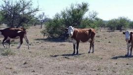 La grave sequía despertó el alerta máxima entre funcionarios, ambientalistas y productores rurales.