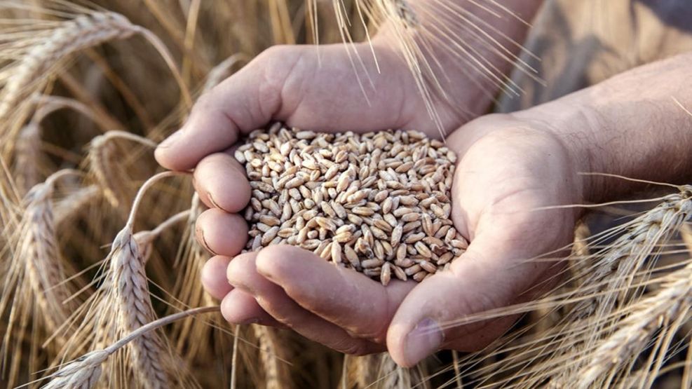 La producción de trigo, en peligro por las sequías.