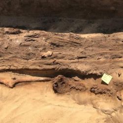 Parte de las lenguas doradas encontradas.