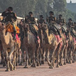 El personal de la Fuerza de Seguridad Fronteriza (BSF) monta en camellos mientras participa en un ensayo antes del 58º Día de Levantamiento de la BSF en la Universidad Guru Nanak Dev en Amritsar, India. | Foto:Narinder Nanu / AFP