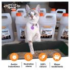 ¿Cómo enseñar los gatitos a usar la bandeja de arena?