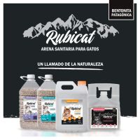 ¿Cómo enseñar los gatitos a usar la bandeja de arena?