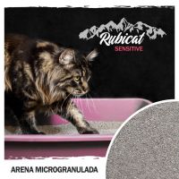 ¿Cómo enseñar los gatitos a usar la bandeja de arena?