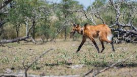 El animal había sido rescatado en muy malas condiciones de salud.o