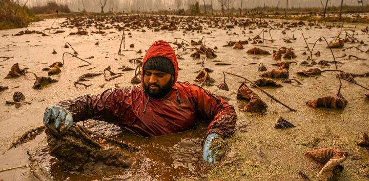 Un agricultor de Cachemira se sumerge en aguas frías desafiando las temperaturas bajo cero para extraer tallos de loto, conocidos localmente como Nadur, en el lago Anchar en Srinagar, India.