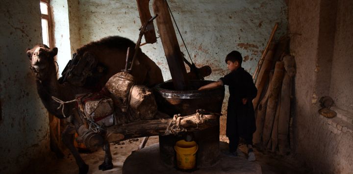 Un niño extrae aceite de semillas de sésamo en un molino impulsado por camellos en Mazar-i-Sharif, Afganistán.