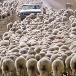 En Australia hay casi 6 ovejas por cada habitante.