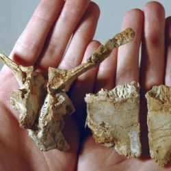 Algunos de los huesos hallados del Transylvanosaurus platycephalus 