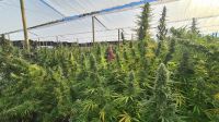 Cannabis MA Botanics