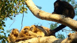 El equipo de científicos argentinos utilizó diferentes modelos de distribución de especies