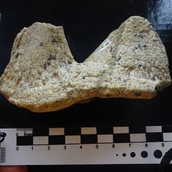 Si bien muchos de los restos óseos de Patagopelta cristata ya eran conocidos, recién ahora lograron confirmar la nueva especie.