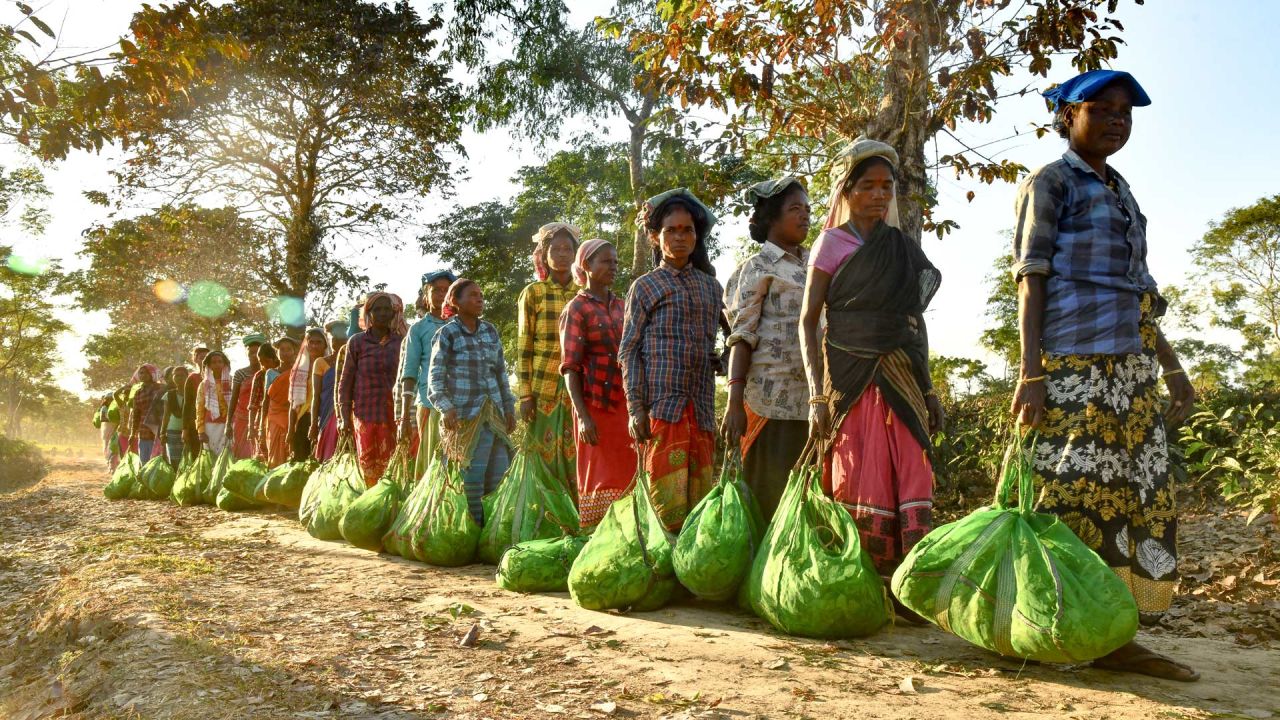 Trabajadores de una plantación de té hacen cola para pesar y depositar en una fábrica las hojas de té arrancadas durante el día, en una plantación de té en Rangapara, en el distrito de Sonitpur de Assam, India. | Foto:BIJU BORO / AFP