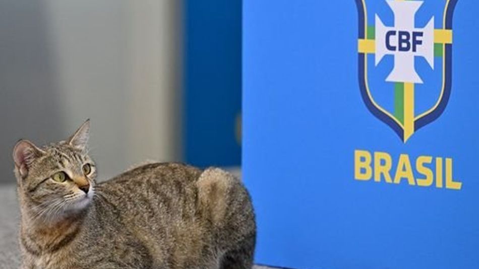 Gato