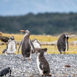 Cuenta con una riquísima y vasta flora y fauna, con los pingüinos como principales estrellas.