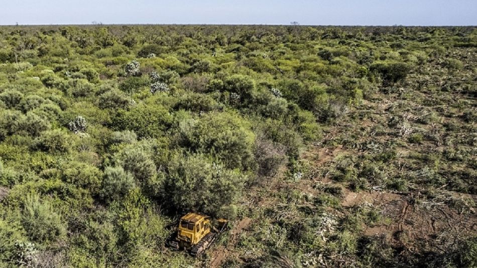 Activistas de Greenpeace se mostraron en contra del proyecto para desmontar Chaco