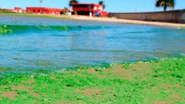 El intenso calor provocó la aparición de las cianobacterias.