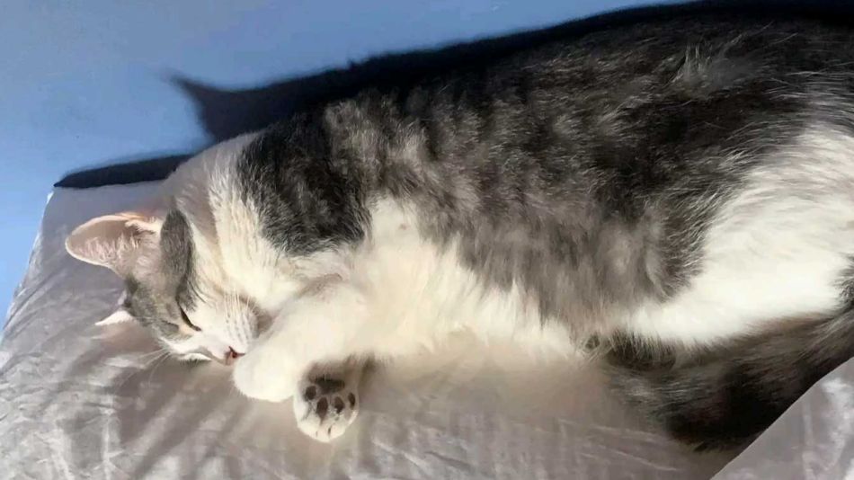 Desaparición del gato Tito