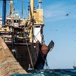 Las organizaciones exigen mayor trazabilidad para la pesca.