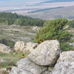 Tandil