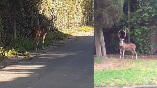 ¿Los ciervos de Papá Noel?: otro circula por las calles de La Plata y ya son dos los animales sueltos