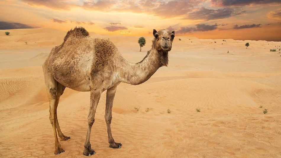 Qatar 2022: qué es la gripe del camello y cuáles son los síntomas